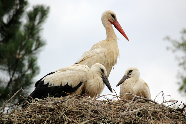 L'élevage est en bonne voie (cigogne blanche, Ciconia ciconia)