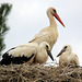 L'élevage est en bonne voie (cigogne blanche, Ciconia ciconia)