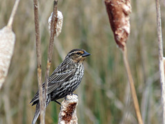 Another unknown BC bird