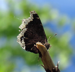 Butterfly unknown again