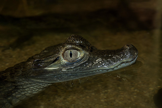 NICE: Parc Phoenix: Un petit alligator (Alligator).