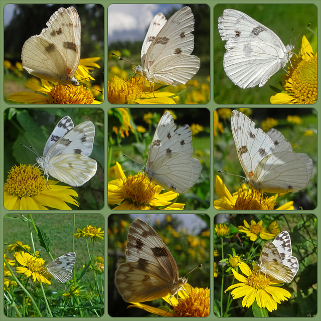 Checkered White (Pontia protodice) Collage