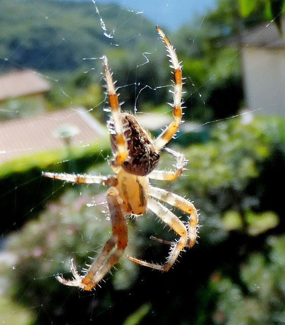 Gartenkreuzspinne (Araneus diadematus) Vom (Sonnen) Licht durchflutet... . ©UdoSm