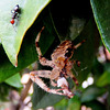 Gartenkreuzspinne (Araneus diadematus) Die Großen bekommen die größten Brocken und die Kleinen schauen zu... . ©UdoSm