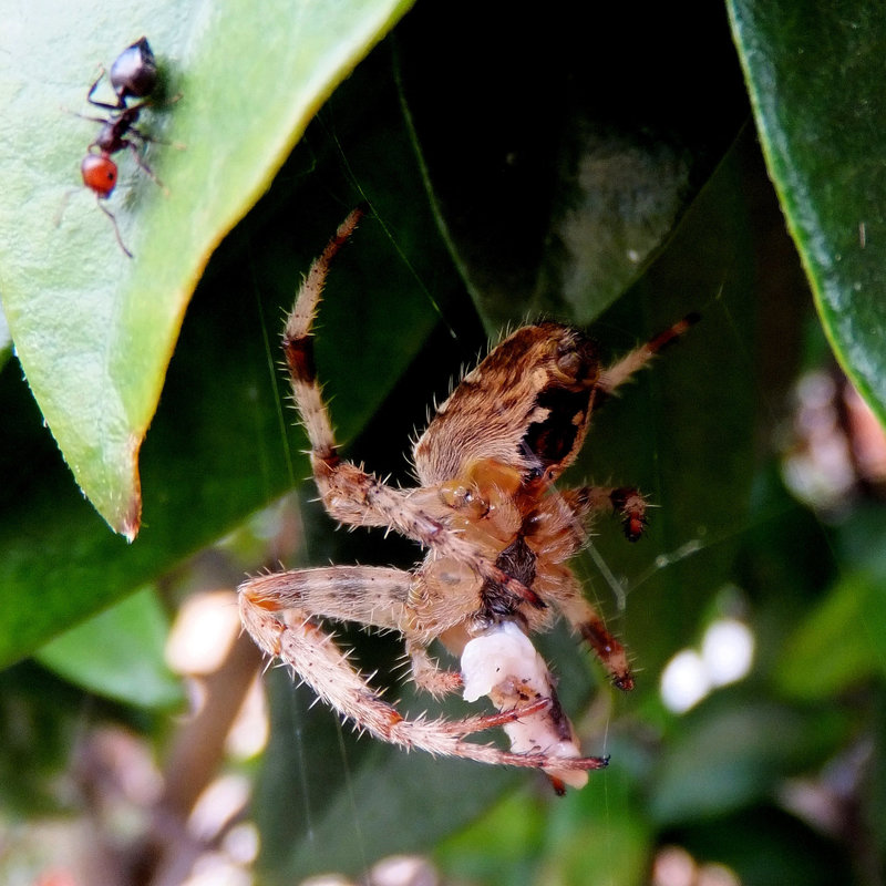 Gartenkreuzspinne (Araneus diadematus) Die Großen bekommen die größten Brocken und die Kleinen schauen zu... . ©UdoSm