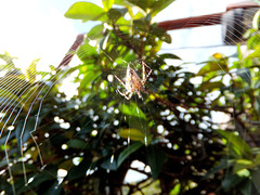 Gartenkreuzspinne (Araneus diadematus) Präzision beim Netzbau ist wichtig... . ©UdoSm