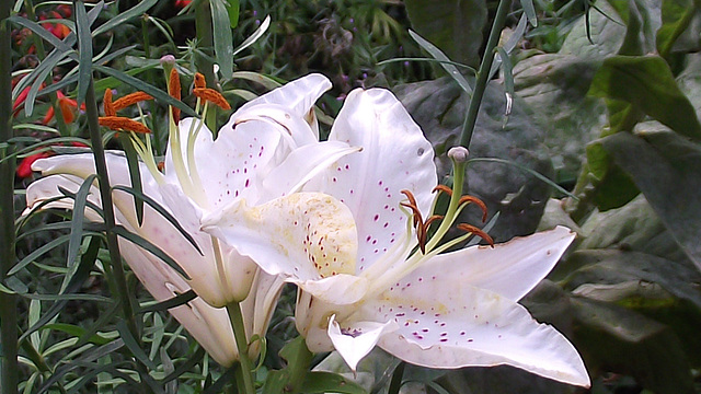 My white lily
