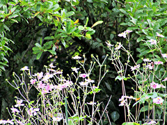 Farm garden