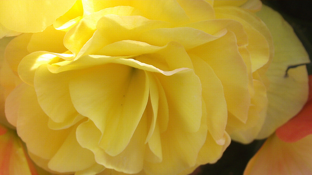 Yellow begonia