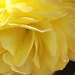 Yellow begonia