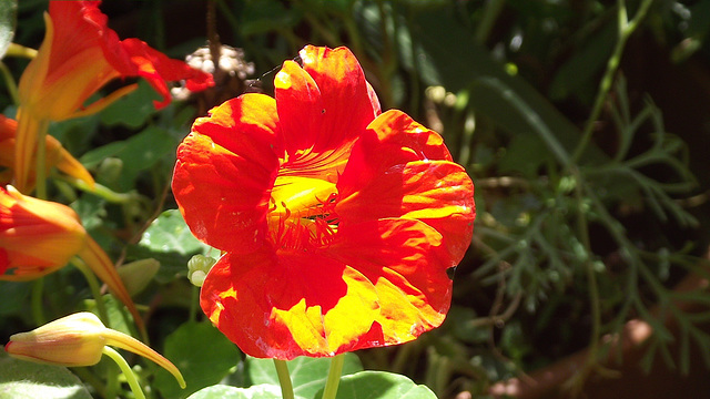 Orange nasturtium catching the sun