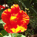 Orange nasturtium catching the sun