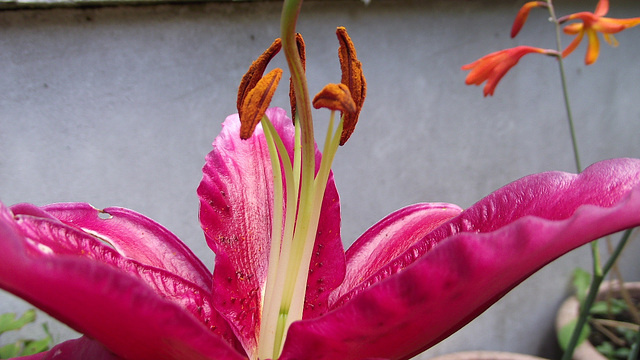 The pink lily smelling oh so sweet