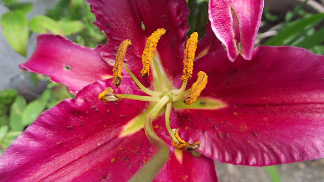 Lovely pink lily