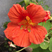 Peachy nasturtium