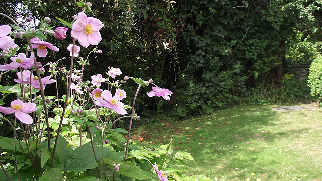 The anemones in the top garden