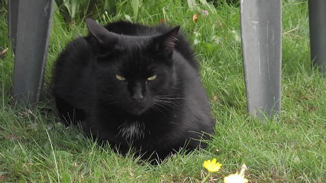 Pippin resting after having chased a butterfly