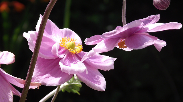 The beauty of the flowers in the sun