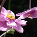 The beauty of the flowers in the sun