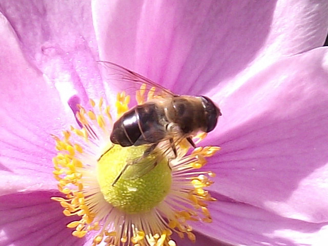 The bee loves these flowers