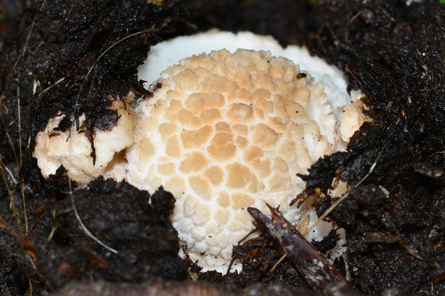 Emerging young Agaric