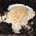 Emerging young Agaric