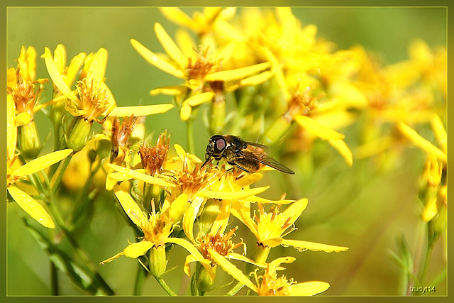 yellow!