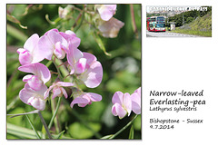 Narrow-leaved Everlasting Pea - Bishopstone - 9.7.2014