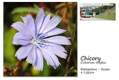 Chicory - Bishopstone - 9.7.2014