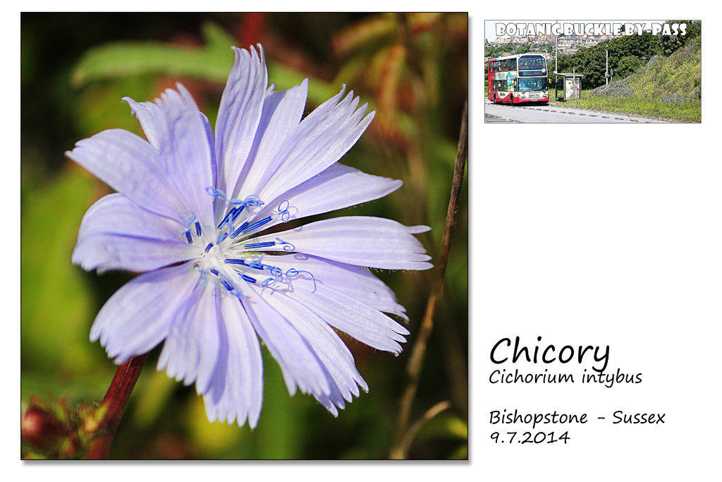 Chicory - Bishopstone - 9.7.2014