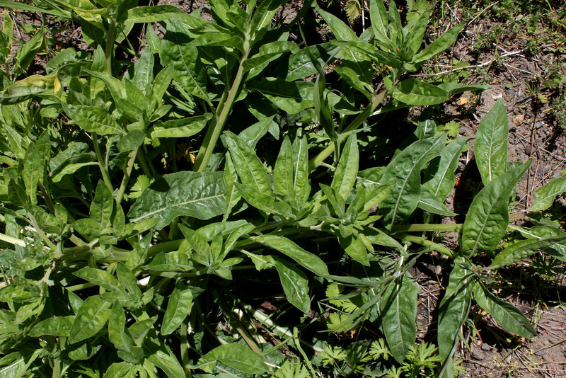 Oenothera glazioviana