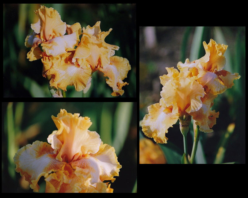 Iris Cajun Rythm