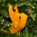 Yellow Stagshorn. Calocera viscosa