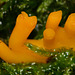 Yellow Stagshorn. Calocera viscosa