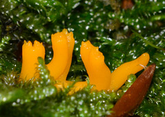 Yellow Stagshorn. Calocera viscosa