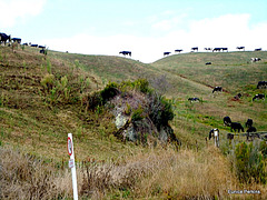 Cows on the Hill.