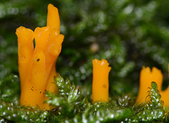 Yellow Stagshorn. Calocera viscosa