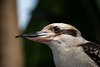 NICE: Parc Phoenix: Un martin-chasseur géant ( (Dacelo novaeguineae). 03