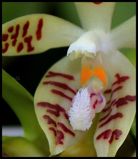 Phalaenopsis sumatrana zebrina