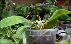 Phalaenopsis sumatrana zebrina