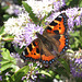 Tortoiseshell Butterfly