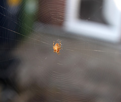 Garden Spider