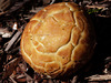 fungi at Mount Lofty