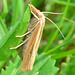 Grass Moth. Family Pyralidae
