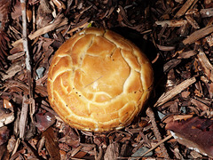 fungi at Mount Lofty