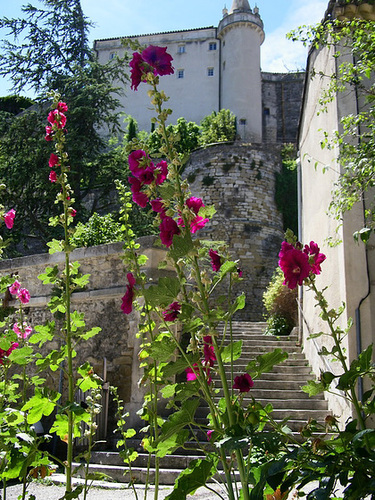 Roses trémières