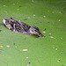 Duck eating Duckweed