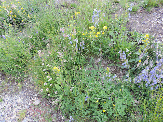 Bergwiese - Gerlitzenalpe