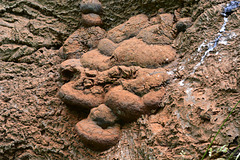 Artists Bracket, Ganoderma lipsiense