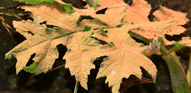 Leaves covered with spores from Artists Bracket!